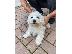 PoulaTo: Bichon Μάλτα προς πώληση